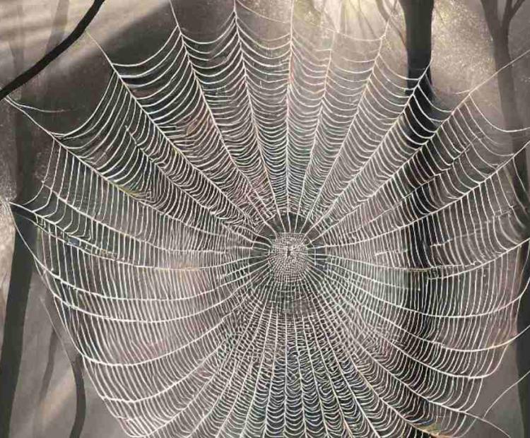 A close-up view of a spider’s web, capturing the delicate artistry of its design in the morning light.