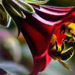 A busy bee pollinating a vibrant flower at a garden center, surrounded by lush green plants.